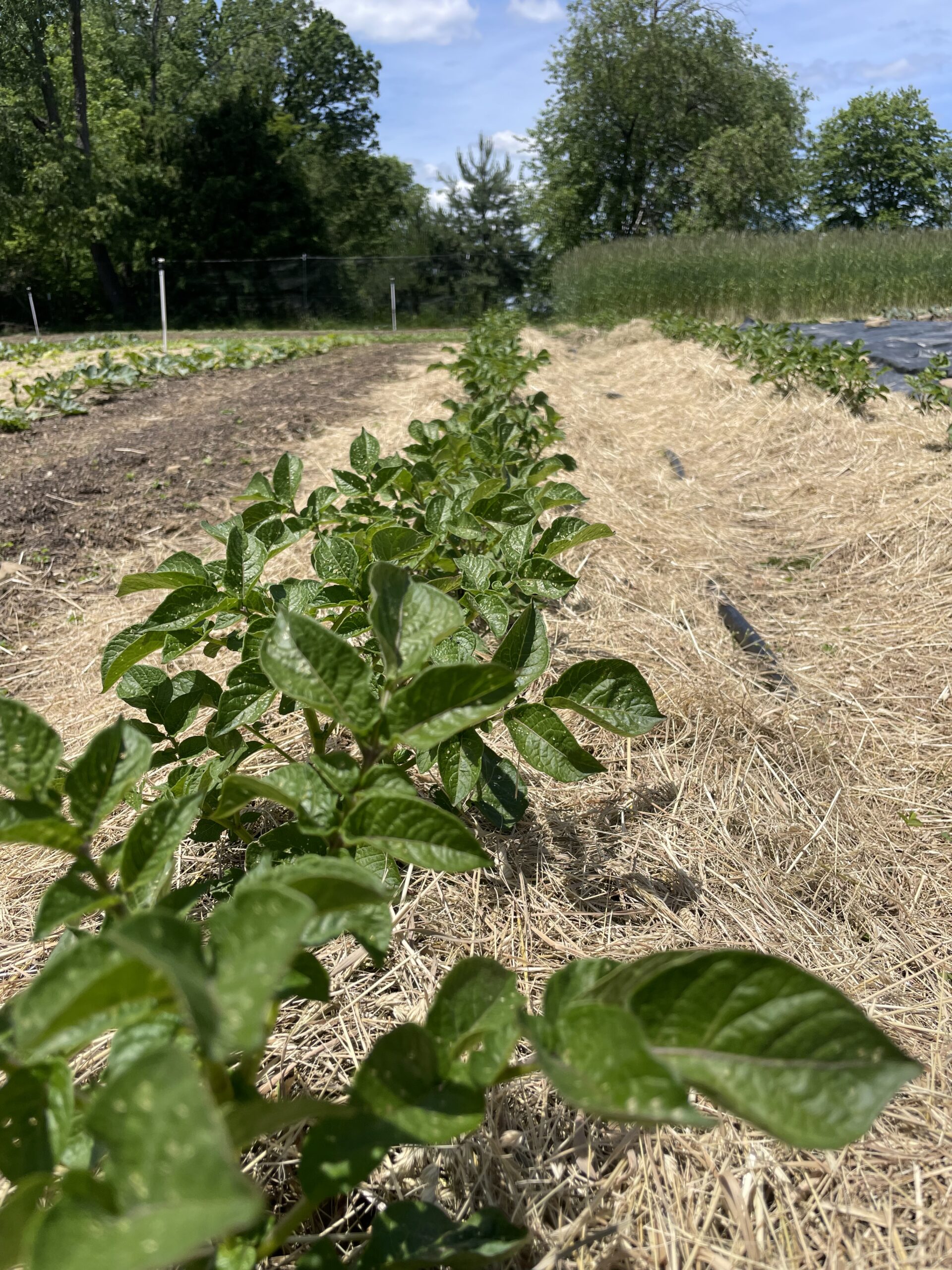 Cutting the Grass At Good Dirt Farm