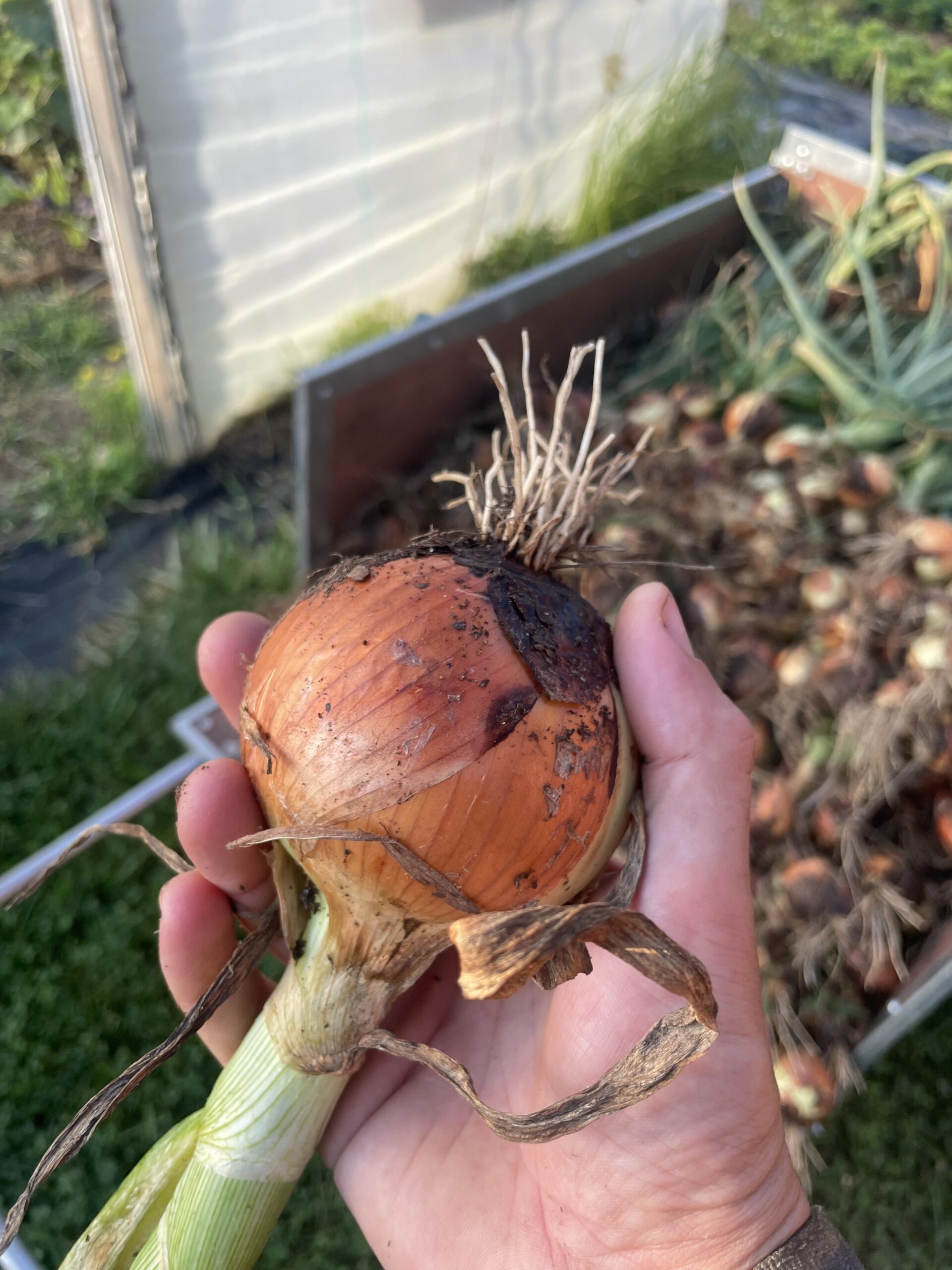 Mature yellow onion
